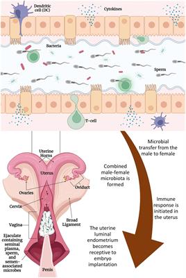 Seminal and vagino-uterine microbiome and their individual and interactive effects on cattle fertility